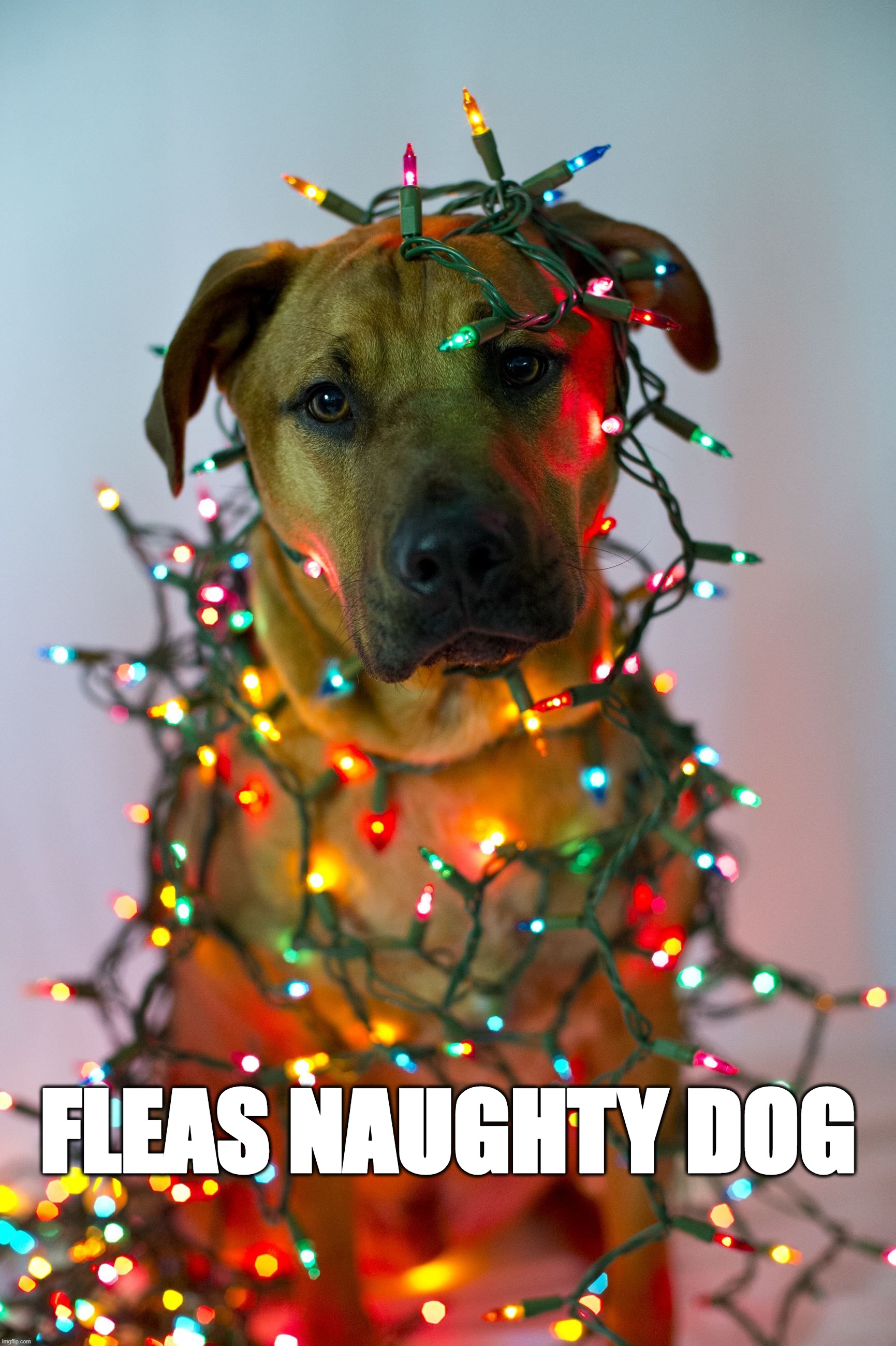 Fleas Naughty Dog | FLEAS NAUGHTY DOG | image tagged in feliz,naughty,dog,christmas | made w/ Imgflip meme maker