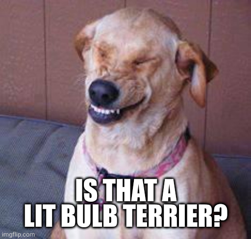 funny dog | IS THAT A LIT BULB TERRIER? | image tagged in funny dog | made w/ Imgflip meme maker