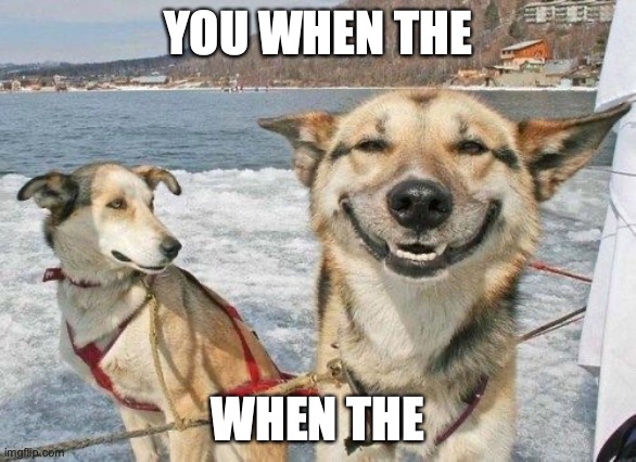 Happy dog face | YOU WHEN THE WHEN THE | image tagged in happy dog face | made w/ Imgflip meme maker