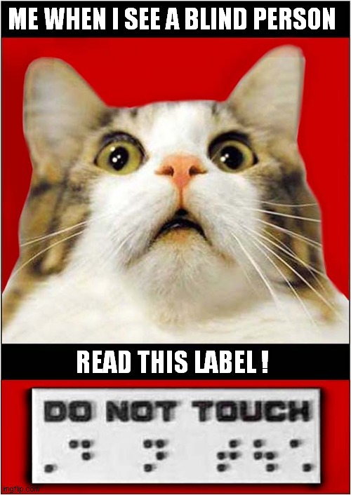 Shocked Cat ! | ME WHEN I SEE A BLIND PERSON; READ THIS LABEL ! | image tagged in cats,shocked cat,blind,braille | made w/ Imgflip meme maker
