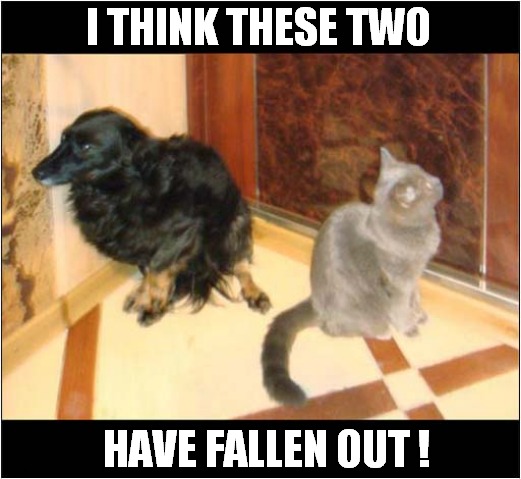 A Typical Family at Christmas | I THINK THESE TWO; HAVE FALLEN OUT ! | image tagged in cats,dogs,christmas,arguments | made w/ Imgflip meme maker