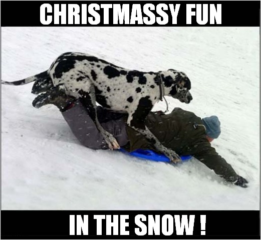Dog Sledging ! | CHRISTMASSY FUN; IN THE SNOW ! | image tagged in dogs,sledge,sledding | made w/ Imgflip meme maker