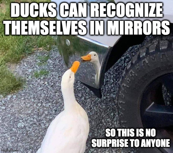 Duck Looking at Car Rim | DUCKS CAN RECOGNIZE THEMSELVES IN MIRRORS; SO THIS IS NO SURPRISE TO ANYONE | image tagged in duck,memes | made w/ Imgflip meme maker