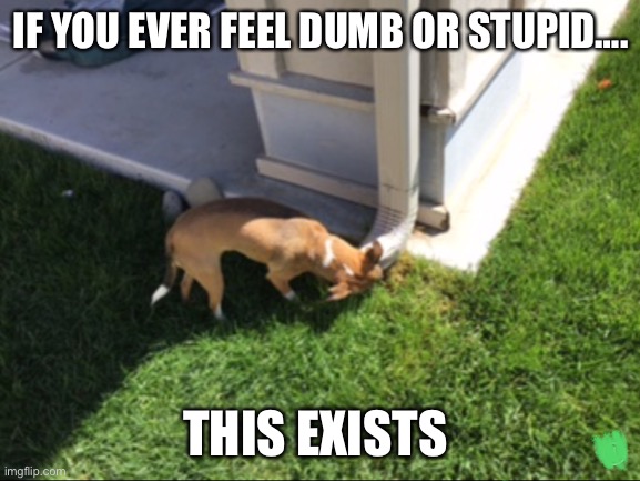 Oh, lucky…… | IF YOU EVER FEEL DUMB OR STUPID…. THIS EXISTS | image tagged in my,lucky,dog | made w/ Imgflip meme maker