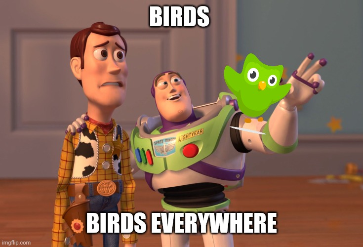 X, X Everywhere | BIRDS; BIRDS EVERYWHERE | image tagged in memes,x x everywhere | made w/ Imgflip meme maker