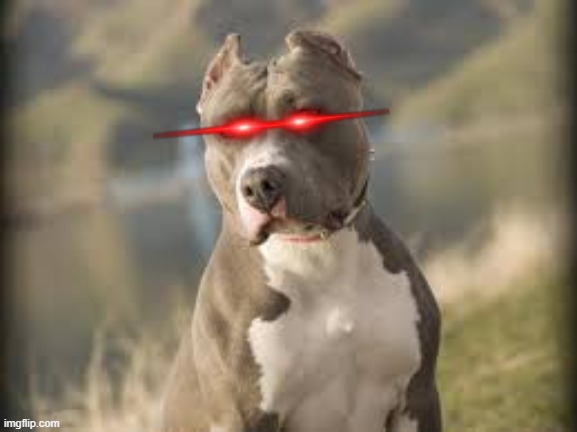 pitbull dog | image tagged in pitbull dog | made w/ Imgflip meme maker