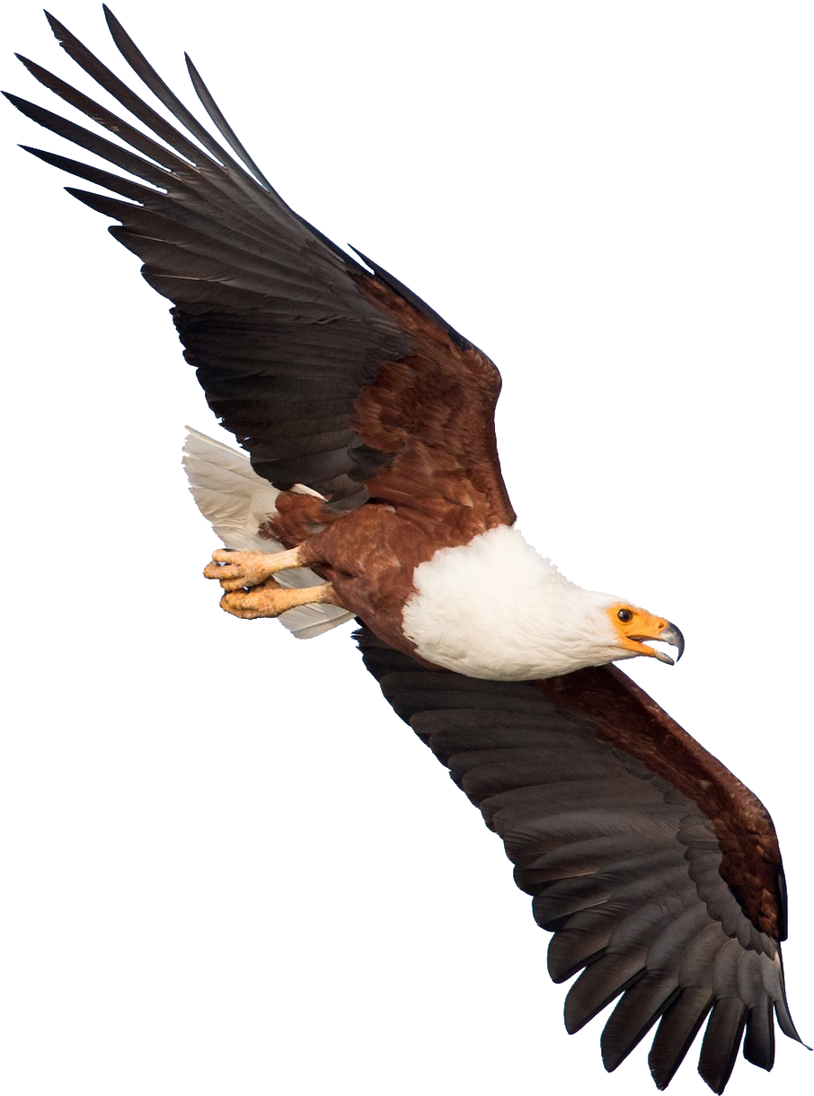 African Fish Eagle Blank Meme Template