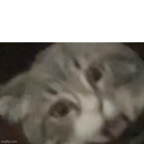 Surprised Mano the cat | image tagged in surprised mano the cat | made w/ Imgflip meme maker