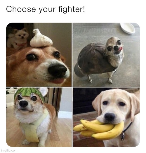which doggo will you choose? | image tagged in cute,lol,why are you reading this | made w/ Imgflip meme maker
