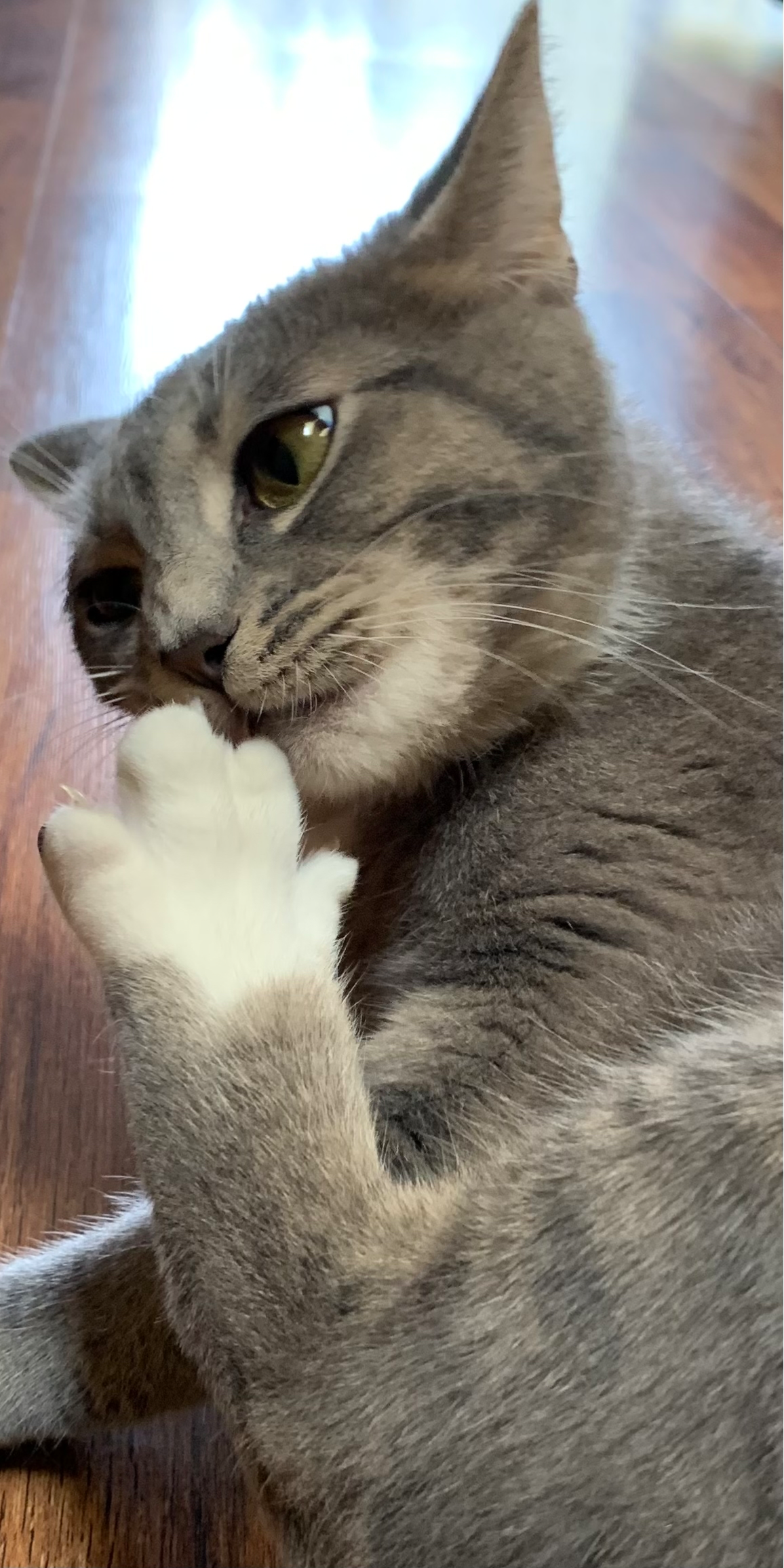 Toe sniffing cat Blank Meme Template