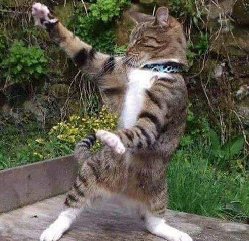 High Quality cat dance Blank Meme Template