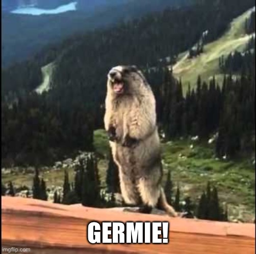 Screaming beaver | GERMIE! | image tagged in screaming beaver | made w/ Imgflip meme maker