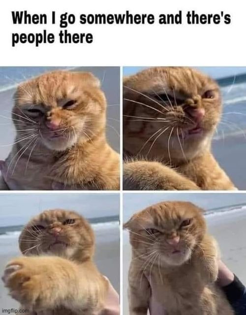 angery | image tagged in cats | made w/ Imgflip meme maker