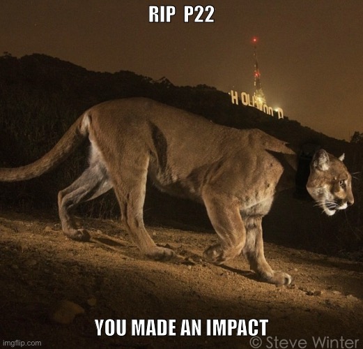 RIP P22 | RIP  P22; YOU MADE AN IMPACT | image tagged in p22 | made w/ Imgflip meme maker