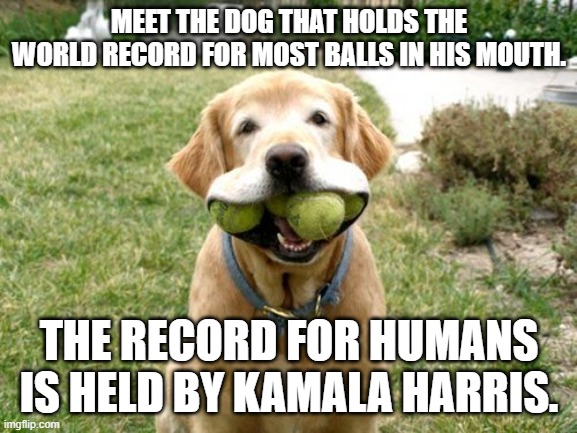 Willie Brown approves!! LOL | MEET THE DOG THAT HOLDS THE WORLD RECORD FOR MOST BALLS IN HIS MOUTH. THE RECORD FOR HUMANS IS HELD BY KAMALA HARRIS. | image tagged in dog with balls in mouth,kamala harris,democrats | made w/ Imgflip meme maker