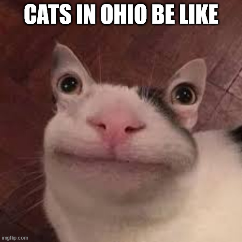 Cats in Ohio | CATS IN OHIO BE LIKE | image tagged in alien cat | made w/ Imgflip meme maker