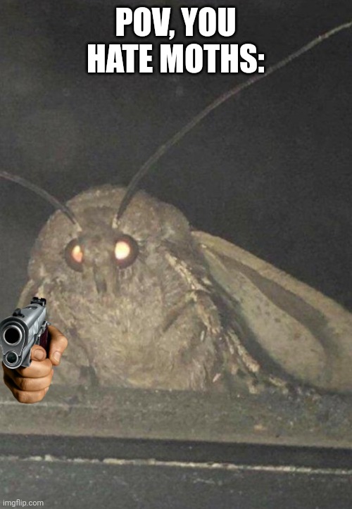 HOW DARE THEY | POV, YOU HATE MOTHS: | image tagged in moth | made w/ Imgflip meme maker