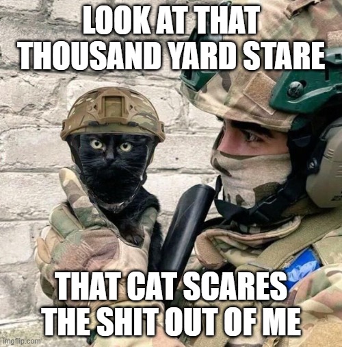 Battlecat's thousand yard stare | LOOK AT THAT THOUSAND YARD STARE; THAT CAT SCARES THE SHIT OUT OF ME | image tagged in battlecat,ukraine,kitten | made w/ Imgflip meme maker