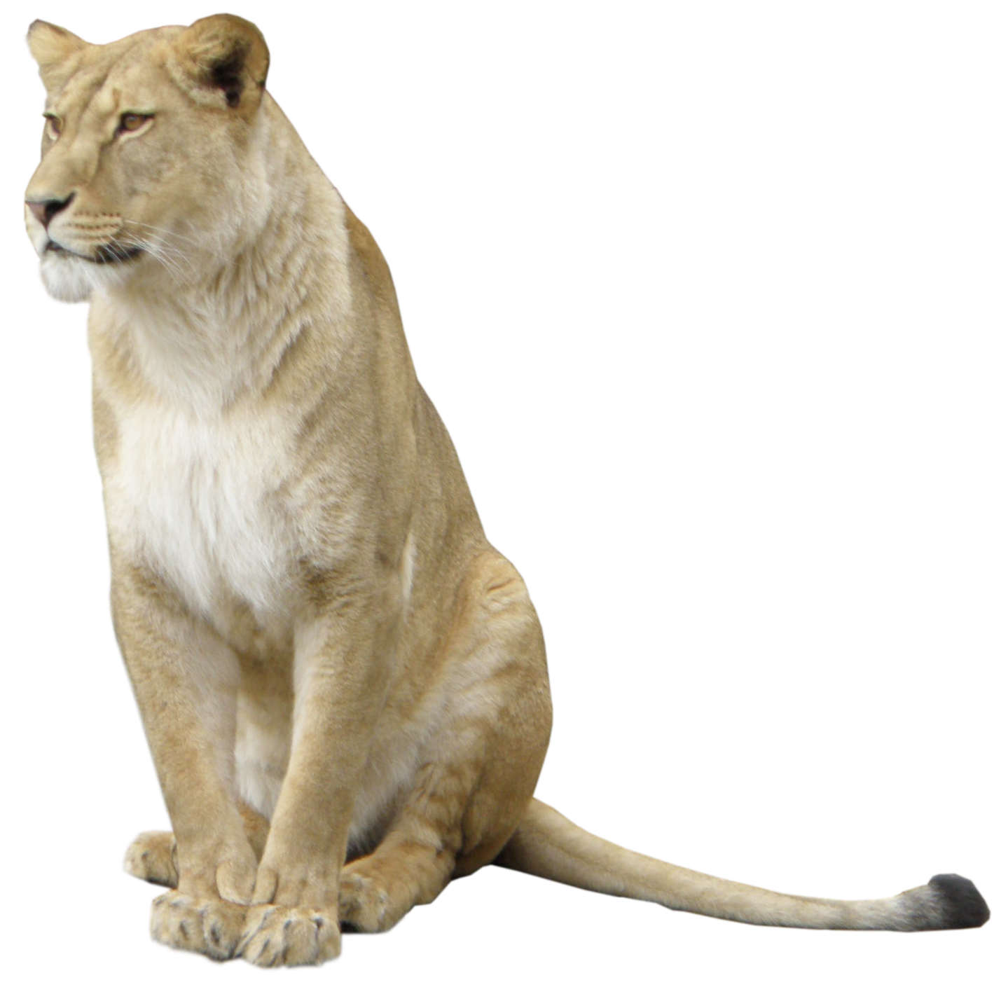 High Quality Lioness Sitting Blank Meme Template