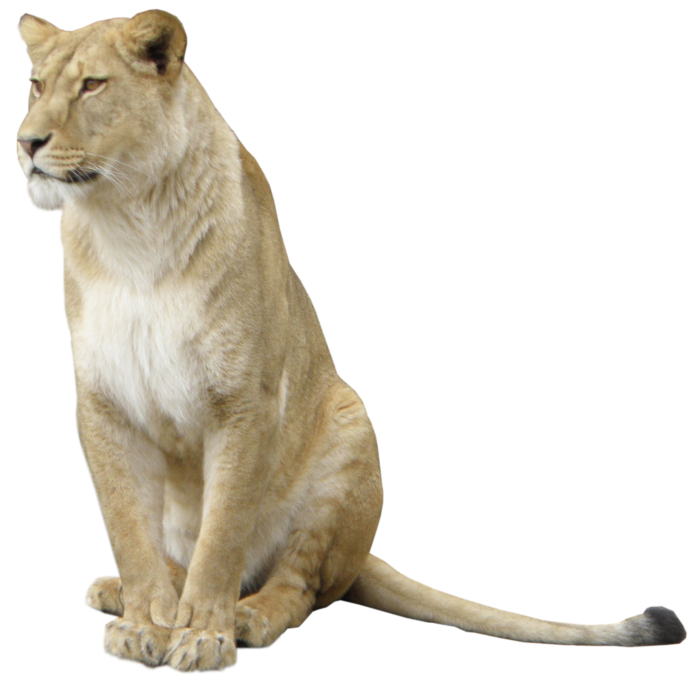 Lioness Sitting Blank Meme Template