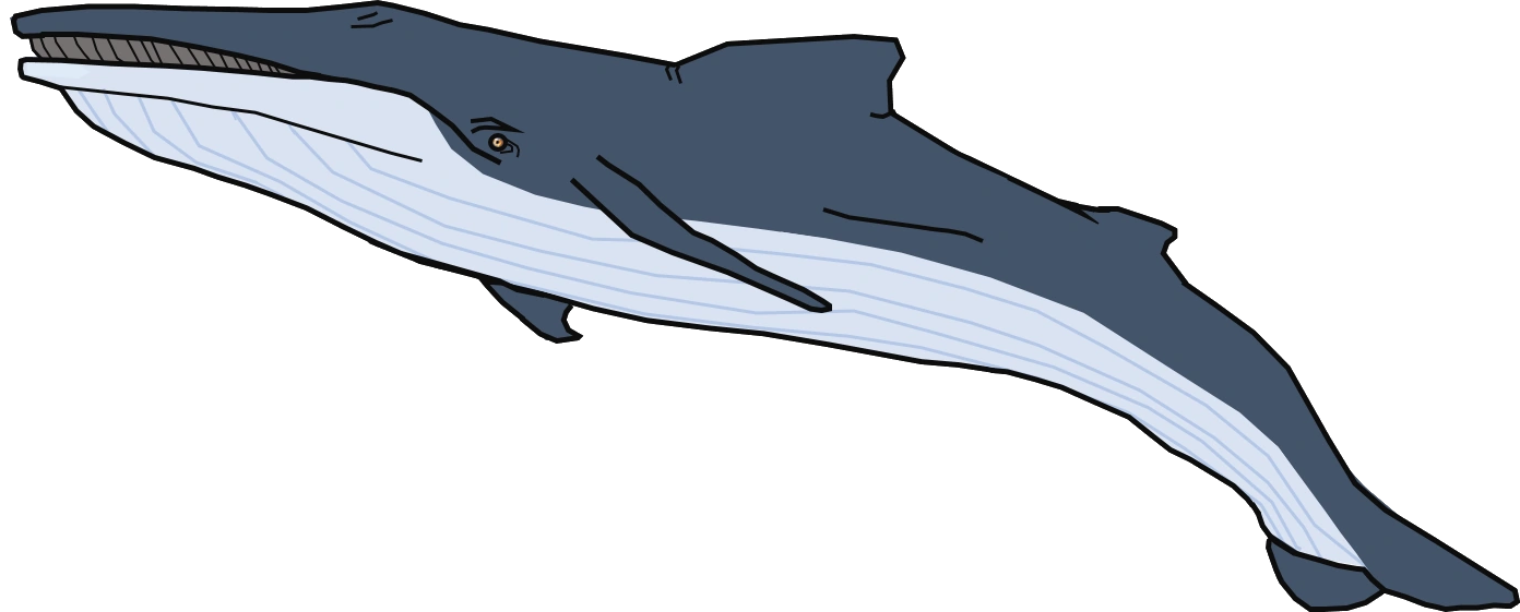 Giglioli's Whale Blank Meme Template