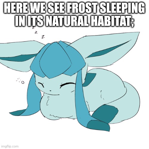 /j | HERE WE SEE FROST SLEEPING IN ITS NATURAL HABITAT; | image tagged in glaceon loaf | made w/ Imgflip meme maker