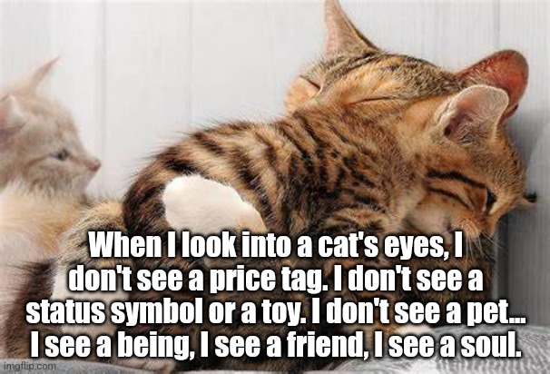 Cats Have Souls | When I look into a cat's eyes, I don't see a price tag. I don't see a status symbol or a toy. I don't see a pet... I see a being, I see a friend, I see a soul. | image tagged in cats | made w/ Imgflip meme maker