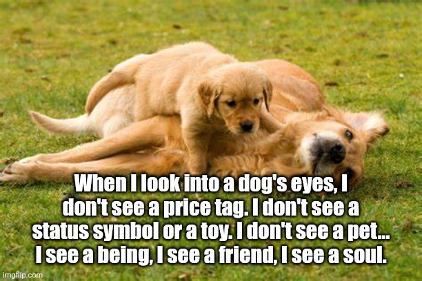 Dogs Have Souls | When I look into a dog's eyes, I don't see a price tag. I don't see a status symbol or a toy. I don't see a pet... I see a being, I see a friend, I see a soul. | image tagged in dogs | made w/ Imgflip meme maker