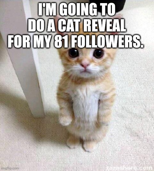 Yes | I'M GOING TO DO A CAT REVEAL FOR MY 81 FOLLOWERS. | image tagged in memes,cute cat | made w/ Imgflip meme maker