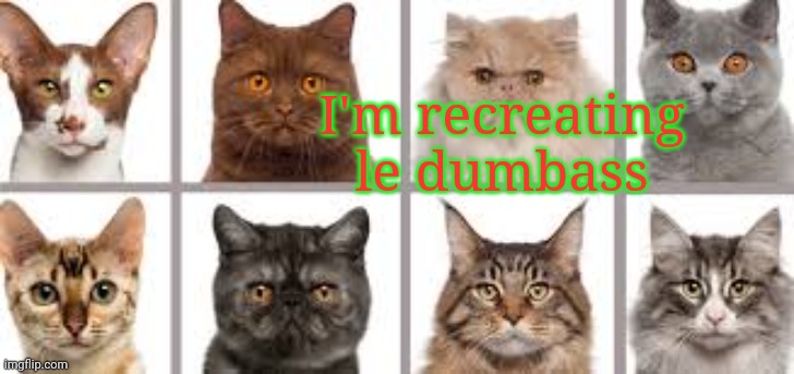 YourLocalKotek annoucment | I'm recreating le dumbass | image tagged in yourlocalkotek annoucment | made w/ Imgflip meme maker