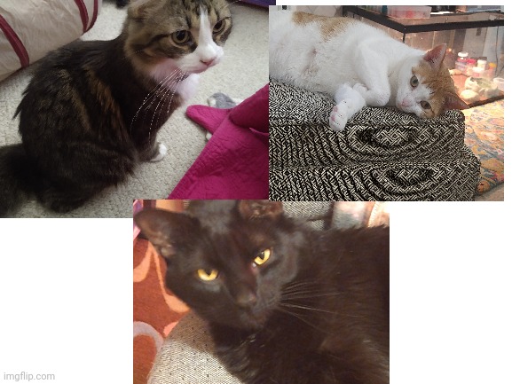 These are my 3 cats | image tagged in cats | made w/ Imgflip meme maker