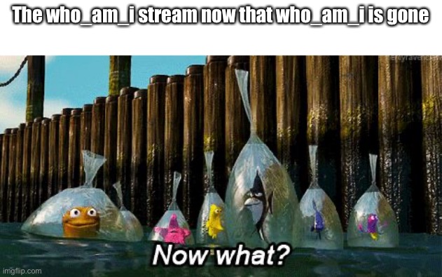 who_am_i was garbage anyway smh | The who_am_i stream now that who_am_i is gone | image tagged in now what | made w/ Imgflip meme maker