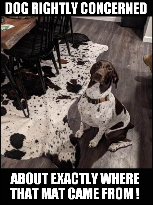 Something Seems Wrong ! | DOG RIGHTLY CONCERNED; ABOUT EXACTLY WHERE
THAT MAT CAME FROM ! | image tagged in dogs,concerned,mat | made w/ Imgflip meme maker