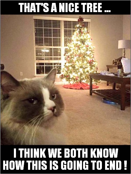 Just Look At Those Eyes ! | THAT'S A NICE TREE ... I THINK WE BOTH KNOW HOW THIS IS GOING TO END ! | image tagged in cats,christmas tree,intentions | made w/ Imgflip meme maker