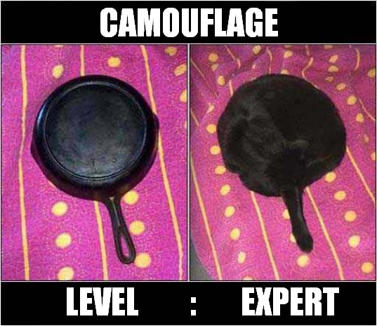 Spot The Cat ! | CAMOUFLAGE; LEVEL        :       EXPERT | image tagged in cats,camouflage,level expert | made w/ Imgflip meme maker