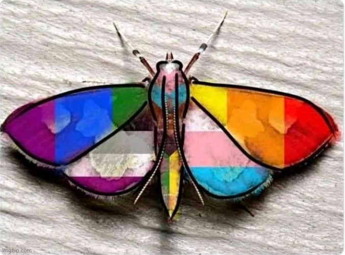 Happy Pride Moth! | image tagged in moth,lgbtq | made w/ Imgflip meme maker