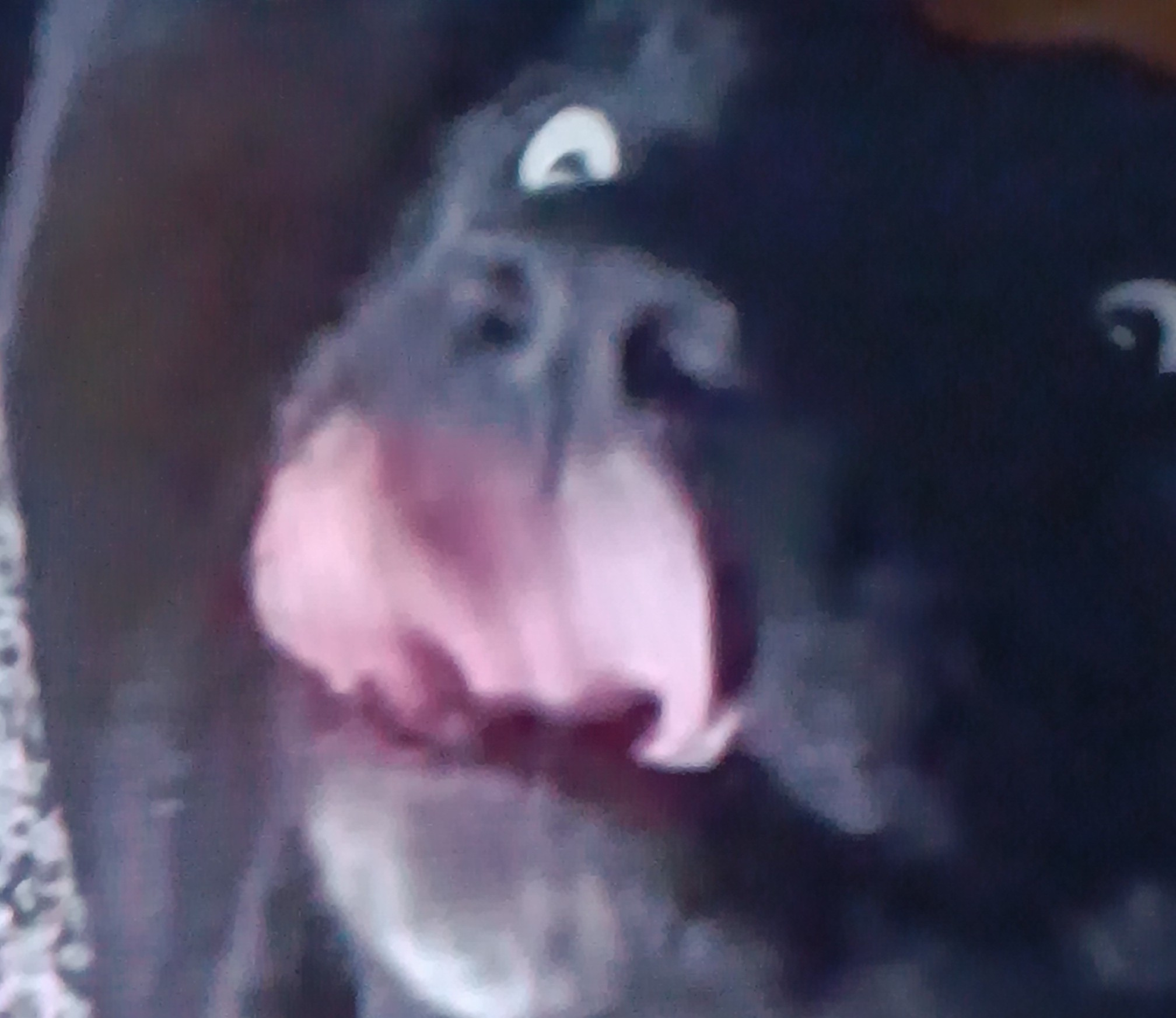 Dog licking lips Blank Meme Template