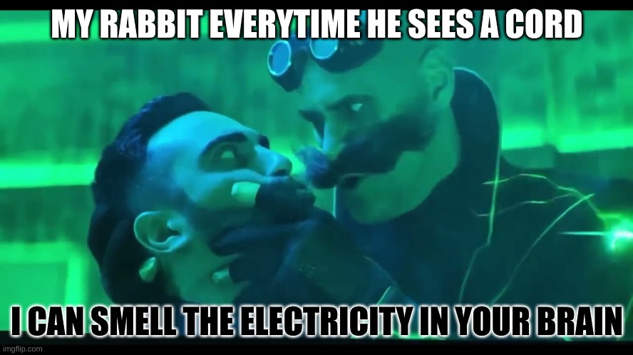rabbits | MY RABBIT EVERYTIME HE SEES A CORD; I CAN SMELL THE ELECTRICITY IN YOUR BRAIN | image tagged in rabbits,memes,funny | made w/ Imgflip meme maker