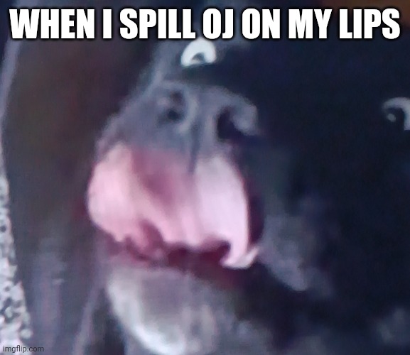 Dog licking lips | WHEN I SPILL OJ ON MY LIPS | image tagged in dog licking lips | made w/ Imgflip meme maker