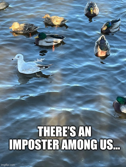 Amogus | THERE’S AN IMPOSTER AMONG US… | image tagged in in real life | made w/ Imgflip meme maker