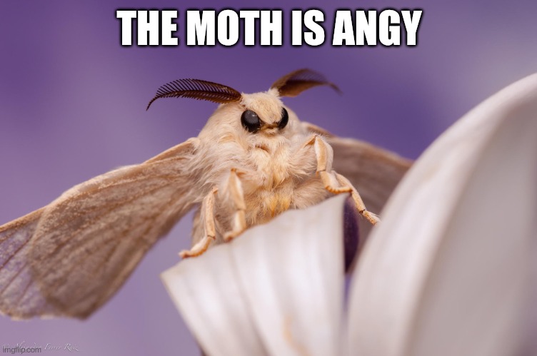 outraged moth | THE MOTH IS ANGY | image tagged in outraged moth | made w/ Imgflip meme maker