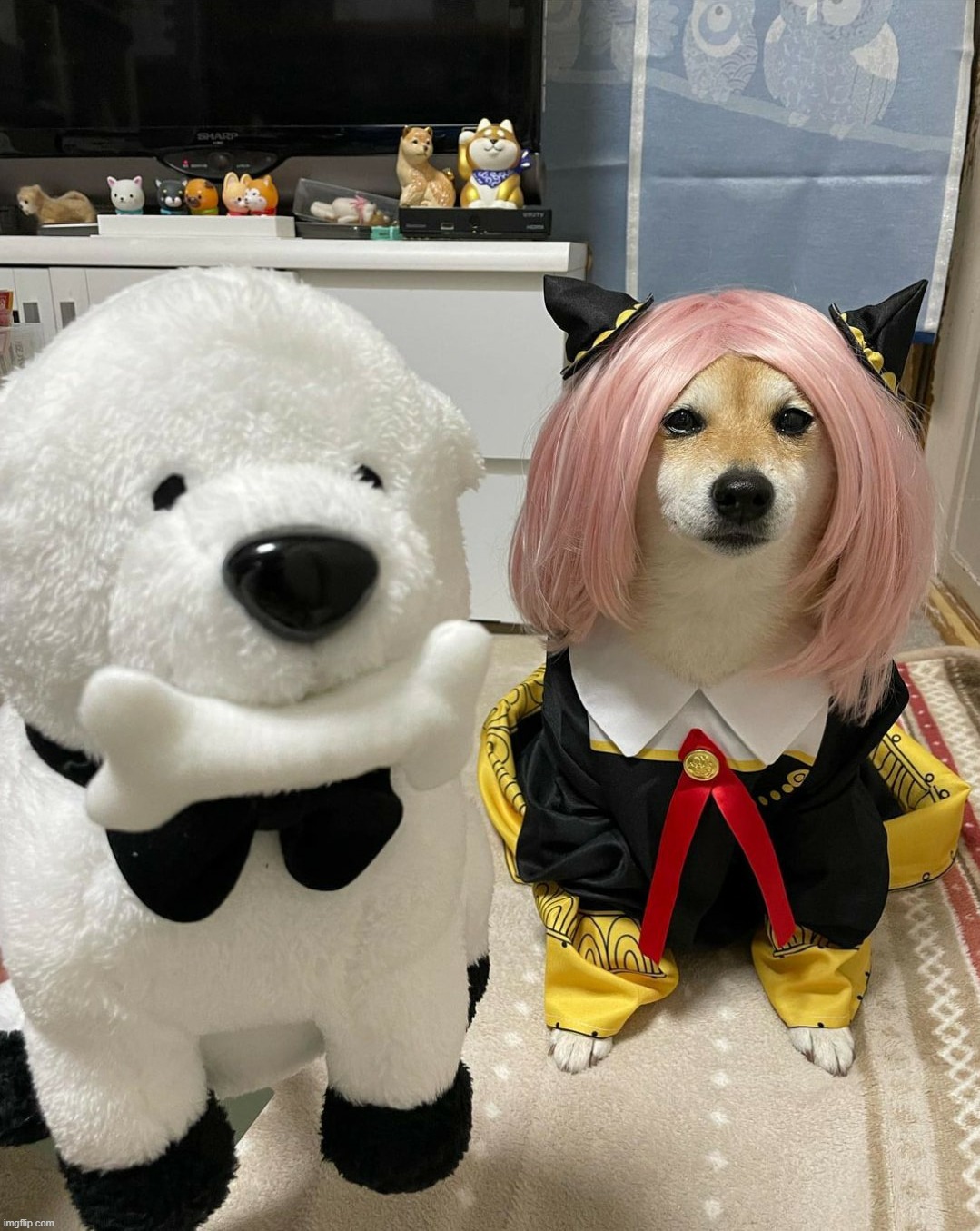 image tagged in funny dogs,funny dog memes,touhou,cosplay,stuffed animal,lol | made w/ Imgflip meme maker