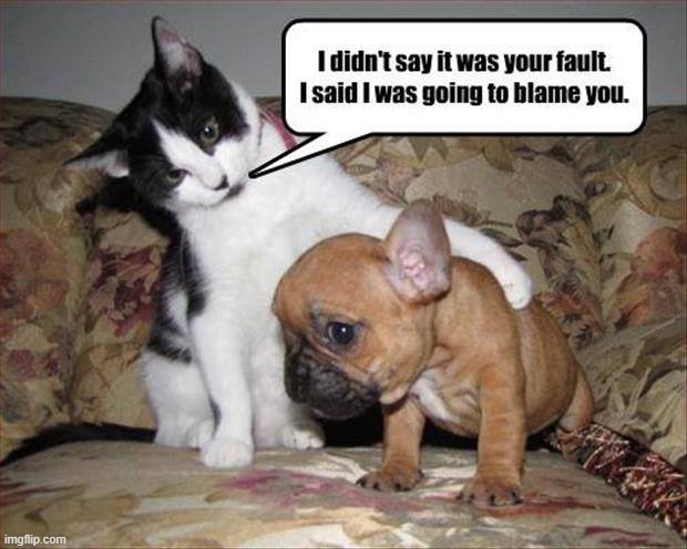 The Blame Game | image tagged in memes,fun,dog,cat | made w/ Imgflip meme maker