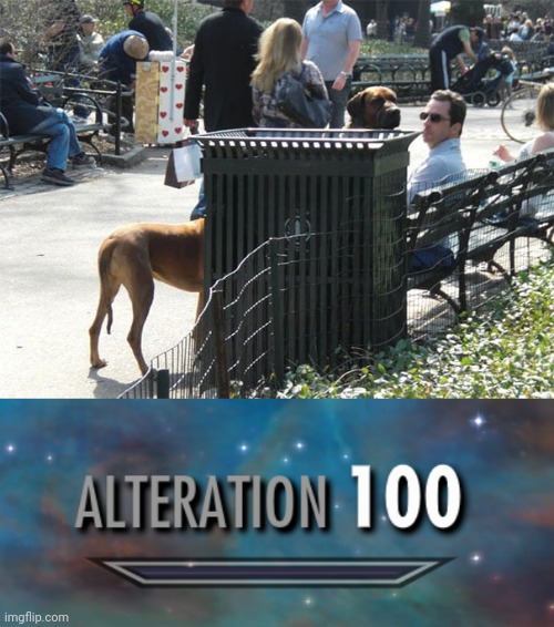 Dog optical illusion | image tagged in alteration 100,memes,dogs,dog,optical illusion,illusion 100 | made w/ Imgflip meme maker