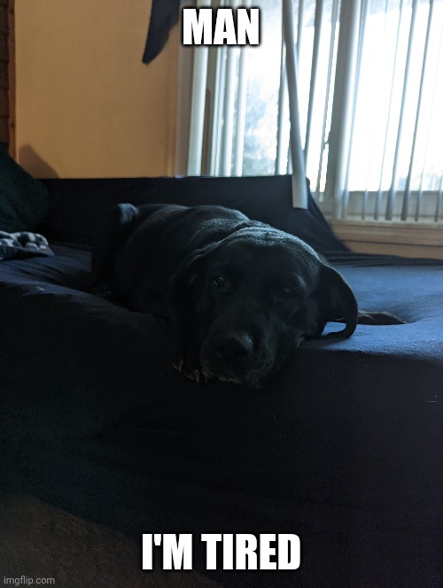 Man I'm tired | MAN; I'M TIRED | image tagged in dogs,labrador,black | made w/ Imgflip meme maker