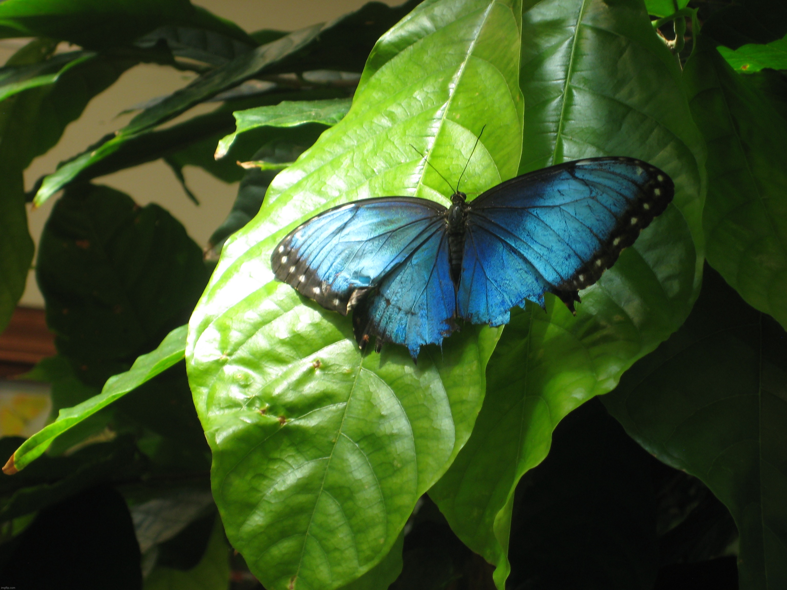 Blue Morpho Butterfly | image tagged in share your own photos | made w/ Imgflip meme maker