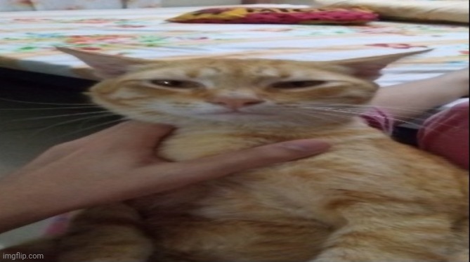 Wide cat | image tagged in cat | made w/ Imgflip meme maker