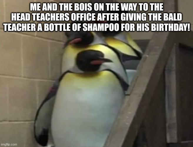Bald teacher gets shampoo! | ME AND THE BOIS ON THE WAY TO THE HEAD TEACHERS OFFICE AFTER GIVING THE BALD TEACHER A BOTTLE OF SHAMPOO FOR HIS BIRTHDAY! | image tagged in penguins going to principal office | made w/ Imgflip meme maker