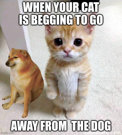 cats are very afraid of doges | WHEN YOUR CAT IS BEGGING TO GO; AWAY FROM  THE DOG | image tagged in memes,cute cat | made w/ Imgflip meme maker