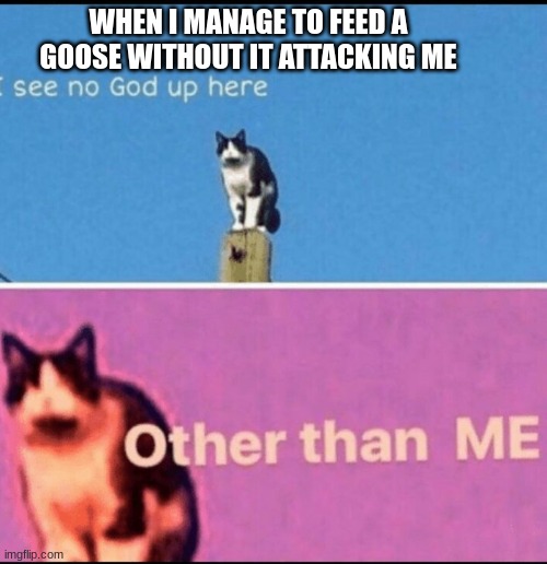 God | WHEN I MANAGE TO FEED A GOOSE WITHOUT IT ATTACKING ME | image tagged in i see no god up here other than me | made w/ Imgflip meme maker